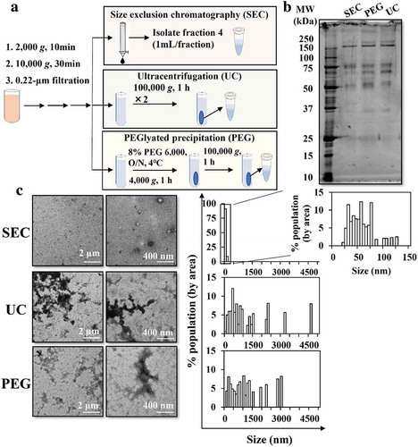 Figure 1. Comparison of methods to isolate sEVs from mouse plasma. (a) Scheme for sEV isolation from mouse plasma through SEC, UC, and PEG-based isolation. (b) Protein profiles were examined by SDS-PAGE (0.1 µg protein/lane). (c) Morphology was examined by TEM. TEM images in low (left) and high (right) magnification are shown. Representative TEM images were analysed by Image J software to measure the size histogram.