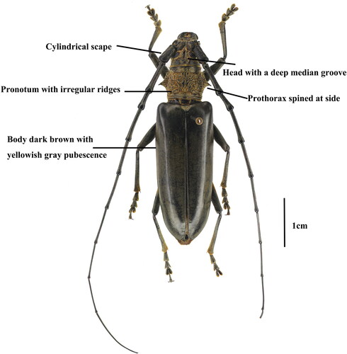 Figure 1. Adult habitus of Nadezhdiella cantori (Hope, 1843).