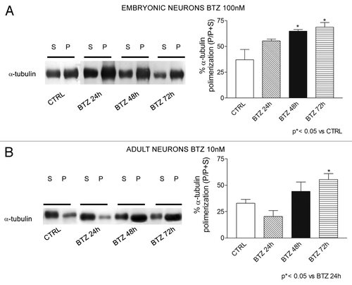 Figure 8. Effect of BTZ treatment on tubulin polymerization in DRG neuron cultures. Immunoblotting revealed induction of polymerized tubulin in neurons obtained from E15 embryonic neurons (A) and neurons from adult rats (B) after BTZ treatment. Embryonic and adult cells were exposed to 100 nM or 10 nM BTZ, respectively, for 24 h, 48 h, or 72 h, and polymerization of α-tubulin was assessed using western blot analysis. (P = polymerized tubulin fraction and S = soluble free tubulin fraction). Representative blots are shown on the left. On the right, western blot data were quantified and expressed as % P/(P+S) in BTZ treated cultures compared with control ones (mean ± SEM).