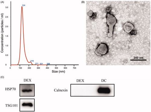 Figure 2. Exosome characterization. (A) The size distribution of Dex was analyzed by NS300 Nanoparticle Analyzer. (B) The morphology of Dex was observed by transmission electron microscope. (C) The surface makers of Dex were detected by Western blot. A total of 12 μg protein was loaded for all lanes.