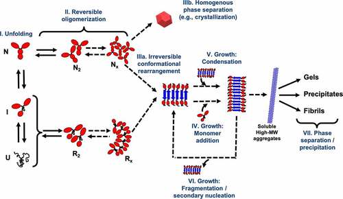 Figure 2. Schematic representation of the generalized protein aggregation mechanism for multidomain proteins such as mAbs. The stages shown in the diagram correspond to either effectively reversible steps (double arrows) or irreversible steps (single arrows). Protein oligomerization can occur through self-association of the native monomer (N) or a (partially) unfolded reactive species R. The mechanism also considers the case that N self-associates to a critical size (NX) to nucleate a homogeneous phase separation (e.g., liquid-liquid separation or crystallization).