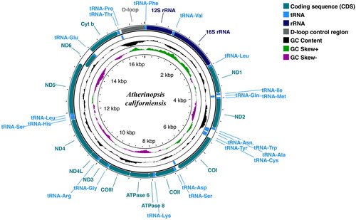 Figure 2. Circular sketch map of the complete mitogenome of the jack silverside Atherinopsis californiensis. Positions of amino acid coding sequence (CDS) genes, rRNAs, and tRNAs are indicated, as is GC nucleotide composition variation. Visualization generated using the Proksee server (https://proksee.ca/), which utilizes GCView (Stothard and Wishart Citation2005) for circular genome drawing.