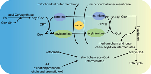 Figure 2 The metabolic process of AcylCNs in organisms.