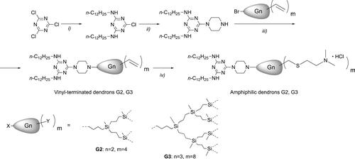 Figure 1 Synthesis of the amphiphilic dendron: (i) n-C12H25NH2, CHCl3, NaOH (aq.); (ii) piperazine, CHCl3; (iii) BrGnVm, K2CO3, 18-crown-6, KI, acetone; (iv) HS(CH2)2N(CH3)2·HCl, DMPA, 365 nm UV, THF:CH3OH.