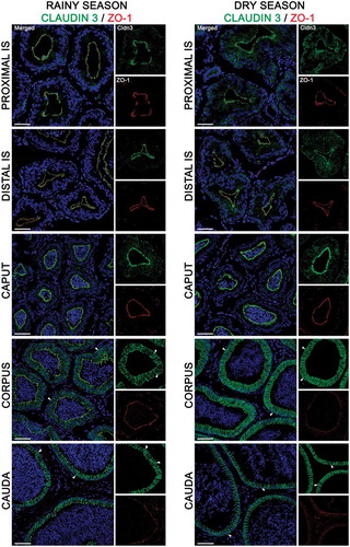 Figure 5. Expression of claudin 3 (green) and zonula occludens 1 (ZO-1, red) in the epididymis of Desmodus rotundus during the rainy and dry season. Higher expression of claudin 3 was detected in the basolateral membrane of initial segment (IS) regions from dry season epididymis compared to rainy season. In contrast, a higher expressed claudin-3 was detected in tight junctions of the corpus and cauda regions from rainy season epididymis compared to dry season. Claudin 3 labeling was observed in basal cells (arrowheads) in the corpus and cauda regions at rainy and dry season. Sperm and nuclei are labeled with DAPI (blue). Scale bars: 50 µm.