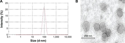 Figure 2 Particle size distribution (A) and TEM image (B) of MTX-UDLs.Abbreviations: TEM, transmission electron microscopy; MTX-UDLs, methotrexate-entrapped ultradeformable liposomes.