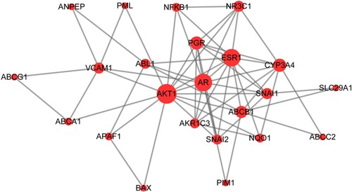 Figure 4. Protein-protein interaction (PPI) network of target proteins. The size of the dots represents the degree of association with other proteins. The larger the dot, the stronger the degree of association.