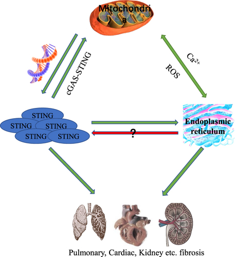 Figure 4 Mechanisms of potential target-STING.