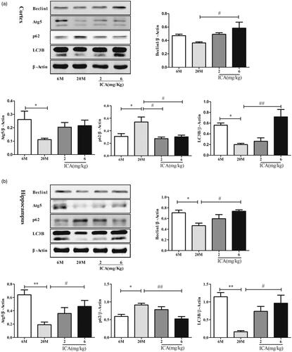 Figure 3. ICA enhances autophagy in the cortex (a) and hippocampus (b) of aging rat. The level of autophagy was significantly reduced in aging rat brain, and ICA intervention can increase autophagy in the cortex and hippocampus. (n = 4, *p < 0.05 vs. 6 M; **p < 0.01 vs. 6 M; #p < 0.05 vs. 20 M; ##p < 0.01 vs. 20 M).