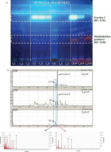 Figure 7. a. TLC analysis of extracts obtained at 7 days, 14 days and 21 days incubation of Alternaria alternata F8 in the psoralen 3 culture medium. Mobile phase DCM:EtOAc:MeOH (9:0.5:1). Detection: UV366 nm after spraying and heating with H2SO4 10%. b. GC–MS analysis of three selected EtOAc extracts belonging to 7 days (T7F8 + P), 14 days (T14F8 + P), and 21 days (T21F8 + P) of incubation of A. alternata F8 in the psoralen 3 culture medium. Detail of the fragmentation patterns of the peaks with Rt = 9.8 min and Rt = 10.2 min (psoralen 3).