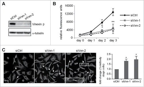 Figure 2. Depletion of vinexin reduces cell proliferation by delaying mitotic progression. (A) HeLa cells infected with a lentivirus expressing control (siCtrl) or shRNA against human vinexin (siVxn-1 or siVxn2) were harvested for immunoblotting assay of vinexin β and α-tubulin. (B) The proliferation rates of siCtrl and siVxn cells were monitored daily by Prestoblue assay. (C) Double thymidine-arrested siCtrl and siVxn cells were released to fresh medium for 12 h, then underwent α-tubulin immunostaining and Hoechst labeling. The midbody stage is when 2 daughter cells are still connected by the intercellular bridge, which is detected by α-tubulin immunostaining (arrows, a magnified example image is shown). Scale, 50 μm. The distribution of siCtrl or siVxn cells at the midbody stage and interphase expressed as mean ± SEM relative ratios with the ratio in siCtrl cells arbitrarily set to 1. Total cell number for each siRNA group from 3 independent experiments is > 1000. ** P < 0.01, * P < 0.05 by Student t test.