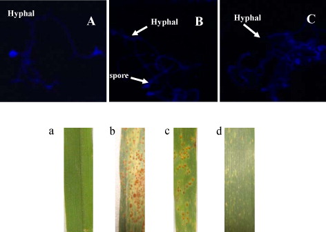 Figure 1. Histological observation and phenotypic expression of wheat leaves infected with Puccinia triticina. Higher panels: Observation of hyphal and germinating spores; A: TcLr35 at the adult stage; B: TcLr35 at the seeding stage; C: Thatcher. Lower panels: Phenotypic expression of wheat leaves showing differences in severity of leaf rust symptoms on 10 dpi at different growth period. a: TcLr35 mock inoculated; b: susceptible parent lines Thatcher pathogen inoculated; c: TcLr35 pathogen inoculated at the seeding stage; d: TcLr35 pathogen inoculated at the adult stage.