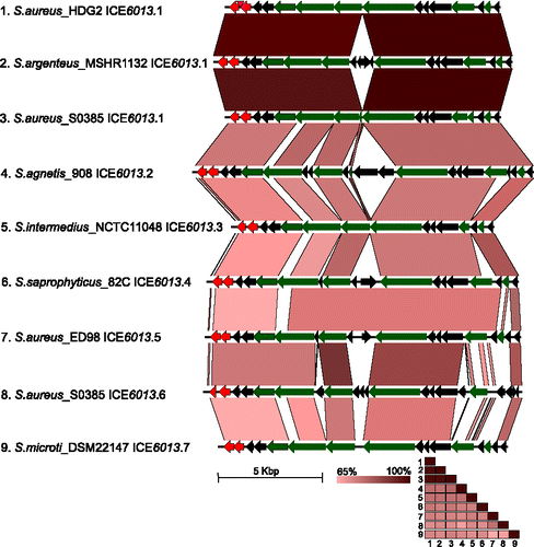 Figure 2. Comparison of ICE6013 family elements, as classified previously.Citation4 Sequences are numbered by, species, strain, and subfamily. orfs (open reading frames) predicted by Prodigal v1.2 analysis are shown as arrows and are colored according to the following: red for IS30-like DDE transposase and green for conjugation-related proteins. Black indicates unknown function. Vertical pink arrowhead indicates insertion of Tn552 in strain HDG2,Citation48 which was removed to facilitate comparison. Percent nucleotide identity determined by BLASTn analysis is shown under sequences as red shading (EasyFig 2.2.2). A matrix of pairwise mean reciprocal ANI (average nucleotide identities) was computed using JSpecies v1.2.1 with default parameters, and colored according to the scale.