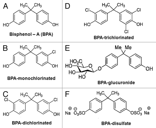 Figure 1. Structure of BPA, its variably chlorinated versions, and BPA phase II metabolites. (A) Bisphenol A; (B) Mono-, (C) Di-, and (D) Tri-chlorobisphenol A; (E) Bisphenol A β-d-glucuronide; (F) Bisphenol A disulfate.