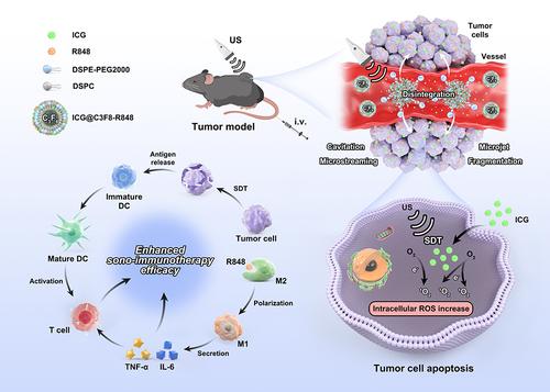 Scheme 1 Schematic illustration of ICG@C3F8-R848 NBs construction, and as an efficient drug with US proposed antitumor strategy.