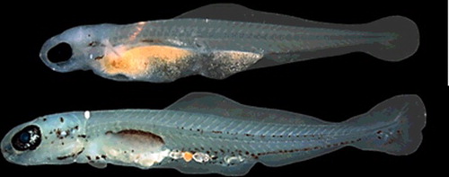 Figure 2. Photos of bullhead minnow Pimephales vigilax hatched and reared in the laboratory. Yolk-sac larva is 5.4 mm and protolarvae is 6.3 mm in total length. Photo credit and permission for use granted by: Chris Hemingson and Kevin Conway.