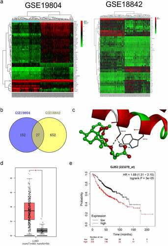 Figure 2. Differentially expressed genes in LUAD. a. Heat maps of dysregulated genes in GSE18842 and GSE19804 databases. b. Venn diagram of dysregulated genes in common in the two datasets. c. The molecular docking model of quercitrin with GJB2. d. The expression profiling of GJB2 in LUAD tissue and normal tissue. e. Patient populations were split into high expression and low expression groups by median value (Cutoff value = 418). The higher expression level of GJB2 was associated with worse overall survival in patients with LUAD.