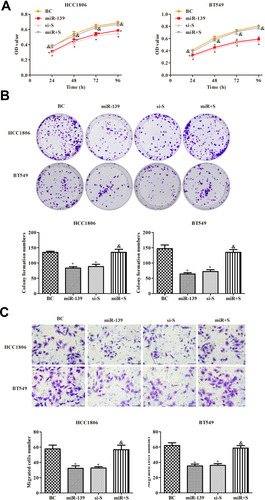 Figure 6 Effects of miR-139 on the proliferation of TNBC cells by targeting SOX8. (A) CCK8 was used to detect cell viability. (B) Plate clone formation experiment was used to detect cell proliferation. (C) Transwell assay was used to detect cell migration (400×). In each group, experiments were performed in triplicate. The differences among groups were analyzed by ANOVA followed by the Dunnett’s t-test. Compared with the BC group, *P < 0.05; compared with the miR-139 group, &P < 0.05.