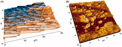 Figure 6. Topographical changes in alveolar bone of rats subjected to the experimental periodontitis disease EPD (A) and normal group (B).