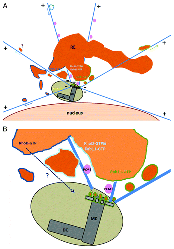 Figure 5. Crosstalk between the recycling compartment and the centrosome. (A) RhoD-positive and/or Rab11 positive vesicles of the recycling compartment surround the centrosome. A distinct population of endosomes (Microtubule driven trafficking in arrow) are either moving from the recycling area (or maybe the periphery) toward the centrosome or emanating from this pericentriolar area to the cell’s periphery. (B) Mother centriole appendages are decorated with recycling endosomes and membrane-free Rab11-GTP.Citation29 RhoD-GTP trafficking inside the centrosome structure is under investigation. Illustrated areas of RhoD-GTP in dark blue lines, Rab11-GTP in green lines, RhoD-GTP and Rab11-GTP colocalization in cyan, PCM1 granules in pink, Rab6c in yellow. MC, mother centriole; DC, daughter centriole.