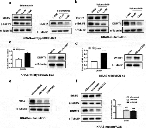 Figure 2. MEK/ERK inhibition led to decreased DNMT1 expression in GC cells.