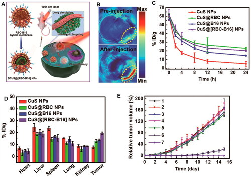 Figure 2. Representative example of membrane-wrapped semiconducting material for combined PTT and PA imaging. (A) Hybrid membrane-coated DOX-loaded hollow cupper sulfide NPs (DCuS@[RBC–B16] NPs) were explored for combination imaging/PTT/chemotherapy of melanoma. (B) CuS@[RBC–B16] NPs achieved a strong localized PA signal in tumors 4 h post IV injection. (C) Blood retention time of CuS NPs that were unwrapped or coated with RBC membranes, B16-F10 membranes or hybrid RBC–B16 membranes. (D) Biodistribution of unwrapped, RBC-wrapped, B16-wrapped or hybrid membrane-wrapped CuS NPs in tumor-bearing mice after IV injection. (E) Relative tumor volume of mice exposed to different treatments (1: NS, 2: CuS@[RBC–B16], 3: DOX, 4: NIR laser (1064 nm, 1 W/cm2), 5: DCuS@[RBC–B16], 6: CuS@[RBC–B16] with NIR laser, 7: DCuS@[RBC–B16] with NIR laser). Reprinted (adapted) with permission from Wang et al. [Citation25,p.5241]. Copyright 2018 American Chemical Society.