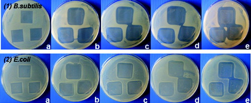 Figure 6. Inhibition zones of B. subtilis (1) and E. coli K12 (2) exposed to pre-coated and dried cover slips with hybrids derived with different silver content: 0.0 wt% Ag (a), 0.5 wt% Ag (b), 1 wt% Ag (c), 1.5 wt% Ag (d) and 2 wt% Ag (e).