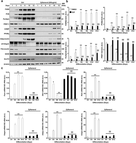 Figure 4. Zyflamend alters the expression of adipogenic markers during the differentiation of 3T3-MBX adipocytes. (a) Immunoblots of adipogenic markers in 3T3-MBX cells treated or non-treated with Zyflamend (200 μg/ml) at varying stages of differentiation. Lysates were blotted for β-actin to control for loading. Representative immunoblots from three independent experiments are shown. (b) Bar graphs represent the indicated protein normalized to β-Actin as means + SEM. *p < 0.05, **p < 0.01 indicate significant difference between the indicated time points and day 1 for each cell type. †p < 0.05, ††p < 0.01 indicate significant difference between Zyflamend and control (DMSO) treated cells. (c) Quantitative (q)RT-PCR of Fasn, Dlk1, Retn, Fabp4, Adipq, and Cebpa mRNA levels in control and Zyflamend-treated (200 μg/ml) cells at various days of differentiation. Data are normalized to 18S ribosomal RNA (18S rRNA). Results are representative of three independent experiments and data are expressed as mean + SEM. *p < 0.05, **p < 0.01 indicate significant difference between indicated time points and day 1 for each treatment. †p < 0.05, ††p < 0.01 indicate significant difference between Zyflamend and control (DMSO) treated cells