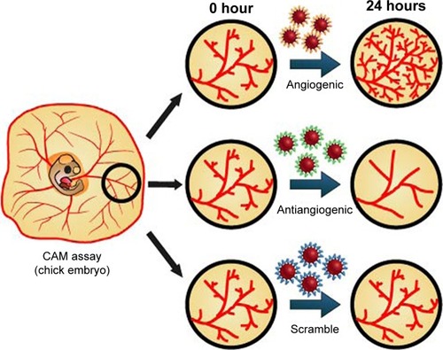 Figure 1 Peptide-coated AuNPs for in vivo targeting of angiogenesis.Notes: CAM assay was performed with AuNPs functionalized with three different peptides: proangiogenic; antiangiogenic, and a scrambled peptide as control.Abbreviations: AuNPs, gold nanoparticles; CAM, chorioallantoic membrane.