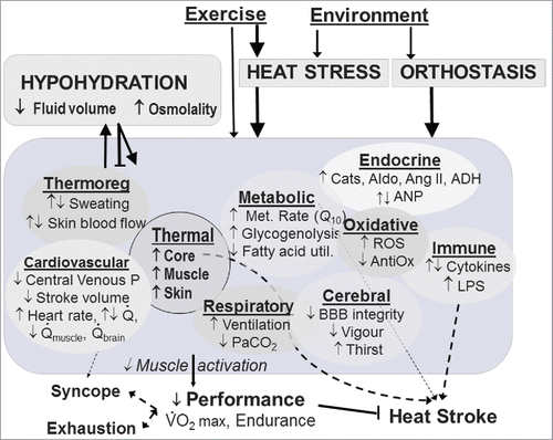 Figure 1. Heat stress and sweating-induced hypohydration can each cause widespread acute effects, many of which are synergistic. Hypohydration is usually caused by heat stress, but can then oppose heat-induced increases in skin blood flow and sweating to further exacerbate heat strain. Abbreviations: ADH = Anti-diuretic hormone; Aldo = Aldosterone; ANP = Atrial Natriuretic Peptide; BBB = Blood brain barrier; Cats = Catecholamines; LPS = Lipopolysaccharide; ROS = Reactive Oxygen Species.