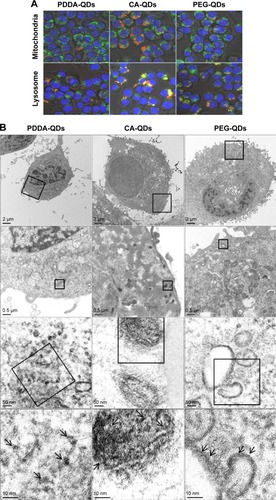 Figure 3 The intracellular distribution of QDs.Notes: (A) Intracellular tracking of different charged QDs in RAW 264.7 macrophages. RAW 264.7 cells were incubated with different charged QDs for 2 hours, and then the cells were labeled with DiOC6(3) (green) or lysosome tracker (green) for 30 minutes before imaging by confocal microscopy. Co-localization of QDs with mitochondria or lysosome appears yellow in merged images, indicating that the QDs locate in the mitochondria or lysosome. 400× magnification. (B) TEM images of MDA-MB-231 cells exposed to different charged QDs. MDA-MB-231 cells were exposed to different QDs for 2 hours at 40 nM. The arrows show the location of QDs in the cells.Abbreviations: CA, carboxylic acid; PDDA, polydiallydimethylammounium chloride; PEG, polyethylene glycol; QDs, quantum dots; TEM, transmission electron microscope.