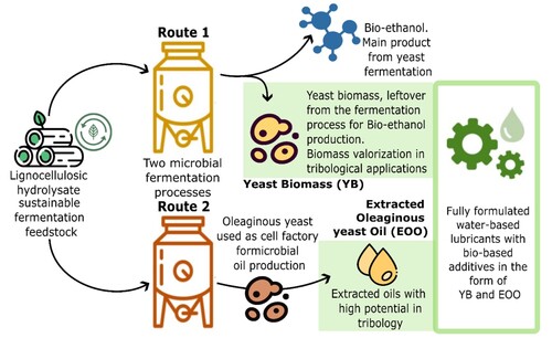Figure 1. Residual forest biomass is used to produce yeast biomass (YB) and Extracted Oils from Oleaginous Yeast (EOO) through Saccharomyces cerevisiae and Rhodotorula toruloides fermentations, respectively. In this study, YB and EOO are evaluated for their potential as advanced lubricating ingredients.