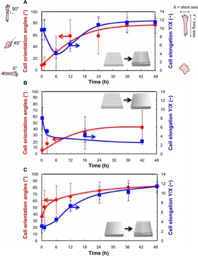 Figure 6 Time-dependent changes in the orientation angles and elongation ratio of cells on the PCL film after shape-memory transition from a temporal grooved pattern to the permanent grooved patterns which is perpendicular to the original shape (A), from a temporal grooved pattern to the permanent flat surface (B), and from a temporal fat surface to the permanent grooved pattern (C). Cell orientation angles were quantified by the analysis of phase contrast images and defined vertical direction to elongation as a 0°. Cell elongations were calculated from the length ratio of Y axis (elongation direction) and X axis (perpendicular direction against elongation).Abbreviations: h, hours; PCL, poly(ε-caprolactone).