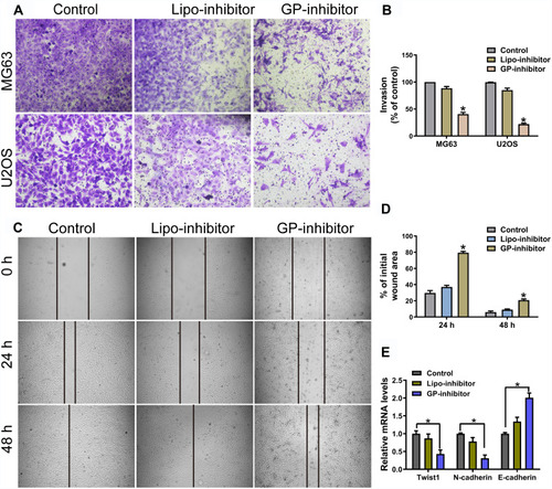 Figure 5 GP inhibitor inhibits invasion and migration in MG63 and U2OS cells. (A) The invasion of MG63 and U2OS cells were measured for 24 h using a Matrigel-coated chamber with polycarbonate filters. (B) Statistical analysis of the invasion cell ratio is presented for each group. *p < 0.05. (C) The wounds of confluent MG63 cells were created with 100 μL yellow tips and incubated with a lipo-inhibitor or GP-inhibitor (5 μg/mL). Images of the wound at different time points are shown, and the borders of the wound are shown by a pair of black lines. (D) Statistical analysis of cell migration by calculating the ratio of the final cell-free gap to the initial wound area. *p < 0.05. (E) The expression levels of twist1, N-cadherin and E-cadherin after treatment with lipo-inhibitor or GP-inhibitor were evaluated by qRT-PCR. *p < 0.05.