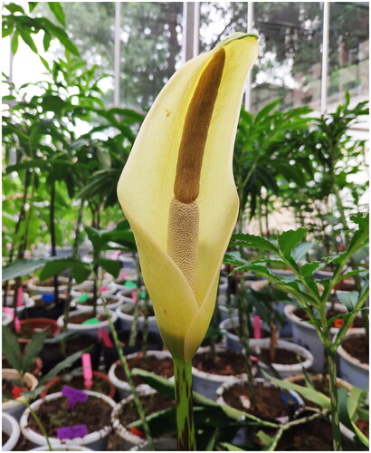 Figure 1. Morphological characteristics of the flower of Amorphophallus krausei. The photo was taken by the author Yong Gao at the greenhouse of Qujing Normal University. The Spadix of Amorphophallus krausei is nearly as long as the spathe. The appendix is fusiform or fusiform-conic, sometimes slightly laterally compressed.