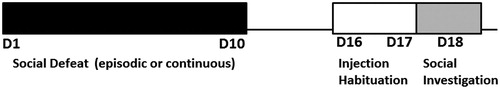 Figure 1. Timelines for experiments 1 and 2. D = day. D1 to D10: days when mice were exposed to social defeat (episodic or continuous); D16 and D17: habituation to i.p. injection handling; D18: control and stressed mice were tested for social investigation.