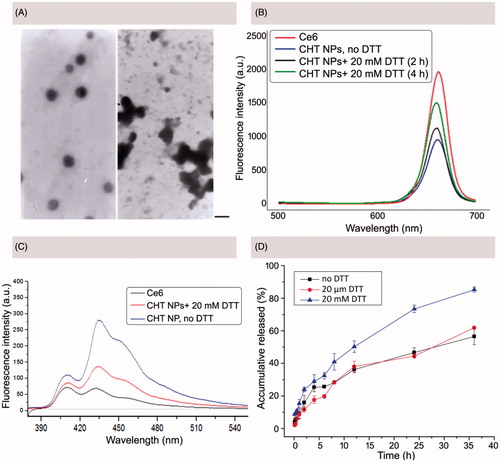 Figure 4. In vitro redox-responsive behaviors of CHT NPs. (A) TEM image of CHT NPs before (left) and after (right) 24 h of DTT incubation (20 mM) (scale bar: 200 emission spectra of DMA in different Ce6-containing formulations at an excitation wavelength of 360 nm. (D) In vitro release profiles of PTX from CHT NPs in the nm). (B) Fluorescence emission spectra of Ce6 in PBS (pH 7.4, 10 mM) with or without DTT incubation (excitation wavelength: 405 nm). (C) The fluorescence absence and presence of DTT (20 μM or 20 mM). Data were represented as mean ± SD (n = 3).