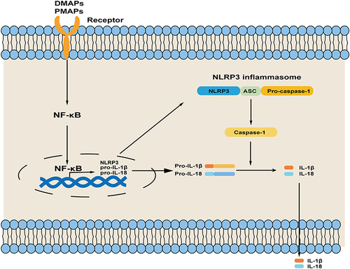 Figure 1 Steps of NLRP3 inflammasome activation. Priming is initial by NF-κB-mediated increasing in NLRP3, pro-IL-1β, and pro-IL-18 transcription when cells are stimulated by PAMPs or DAMPs; then the NLRP3 inflammasome is assembled and activated by signals.