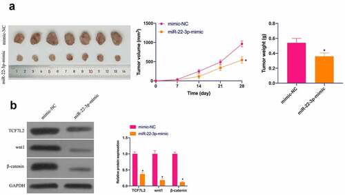 Figure 7. MiR-22-3p depresses OS in vivo. A. Representative pictures of the tumor; B. Tumor volume; C. Tumor weight; D. TCF7L2, Wnt and β-catenin changes in the tumor after elevated miR-22-3p detected by IHC. The values were shown as mean ± SD (n = 6). The significance of each group was calculated using one-way ANOVA, and the variance correction via Tukey’s test. Vs. the mimic-NC group, * P < 0.05.