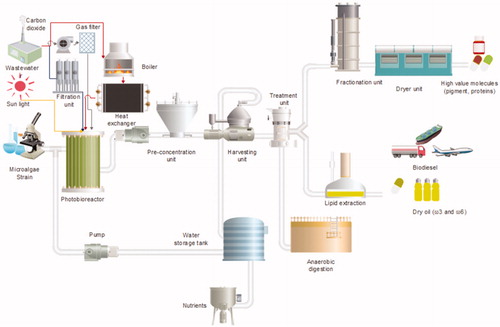 Figure 3. General microalgae production process flow.