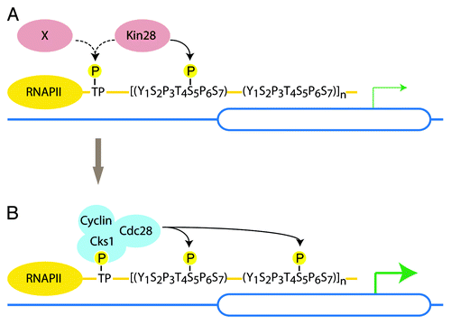 Figure 2. Model for Cdc28-mediated phosphorylation of the CTD. (A) In late G1 Kin28 (or potentially a still uncharacterized kinase) primes the CTD. (B) Phosphorylated TP sites (threonine followed by a proline) and/or multiple phospho-S5 serve as a docking site for Cks1/Cdc28. As Cdc28 becomes active in late G1, Cdc28 further phosphorylates S5 to ensure high rates of transcription and mRNA capping.