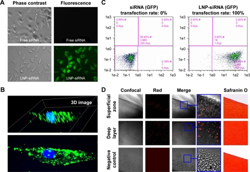 Figure 2 LNPs transfection efficiency.Notes: There was no fluorescent signal in the free siRNA-treated chondrocytes, while almost every LNP-siRNA chondrocyte fluoresced green (A); magnification ×10. Three-dimensional images showed that all the fluorescent signals were actually located in the cytoplasm (B), indicating that LNPs can effectively deliver siRNA into the chondrocytes. Flow cytometry analysis further showed that transfection rate was close to 0% in free siRNA-treated group, and almost 100% in the LNP-siRNA-treated group (C). Cartilage tissue cultures showed that fluorescent signal was not only present in the superficial zone but also in the deep layer of the LNP-beacon-treated pig cartilage, whereas no signal was detected in control samples (D); magnification ×4.Abbreviations: GFP, green fluorescent protein; LNP, lipid nanoparticle; siRNA, small interference RNA.