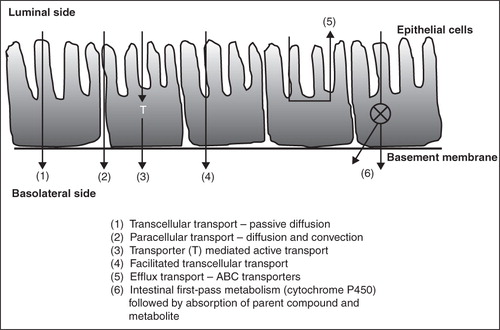 Figure 1. Multiple transport mechanisms for oral absorption of drugs (adapted from Florence, Citation2005).