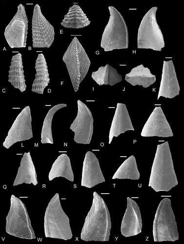 Figure 12. A–D, Pedupycnolepas lamellatus sp. nov. A, B, holotype scutum (NHMUK PI In 64815) in A, internal and B, external views. C, D, carinae (NHMUK PI In 64816, 64817) in dorsal view. E, F, Pedupycnolepas pulcher Gale, Citation2019, E, paratype rostrum, ventral view, original of Gale (Citation2019, fig. 11F; NHMUK IC 1398); F, holotype tergum in external view, original of Gale (Citation2019, fig. 11B; NHMUK IC 1397). G–Z, Calvatilepas recurvus gen. et sp. nov. G, H, V–Z, scuta (NHMUK PI In 64818, 64831–64834) in G, N, V–X, Z, external and H, Y, internal views. G, H, holotype (NHMUK PI In 64818); all other specimens are paratypes. I, J, peduncular plate (NHMUK PI In 64819) in I, external and J, internal views. K, M, O, Q, S, U, carinae (NHMUK PI In 64820, 64822, 64824, 64826, 64828, 64830) in K, O, S, U, dorsal, M, lateral and Q, internal views. P, R, T, rostra (NHMUK PI In 64825, 64827, 64829) in ventral view. L, Possible tergum, in external view (NHMUK PI In 64821). A–D, Grey Chalk Group, Cambridge Greensand Member, lower Cenomanian, Neostlingoceras carcitanense ammonite subzone, Barrington, Cambridge, UK. E, F, G–Z, Grey Chalk Group, Zig Zag Formation, upper Cenomanian Calycoceras guerangeri ammonite Zone, 70–72 m, Shakespeare Cliff, west of Dover, Kent, UK (Kennedy & Gale, Citation2006, fig. 2). E, F, lower Hauterivian Endemoceras amblygonium ammonite zone, Engelbostel, near Hannover, Germany. Scale bars equal 1 mm (F), 0.5 mm (E), 0.2 mm (A–D, G, H, K, L, N–V, X–Z) and 0.1 mm (M, W).