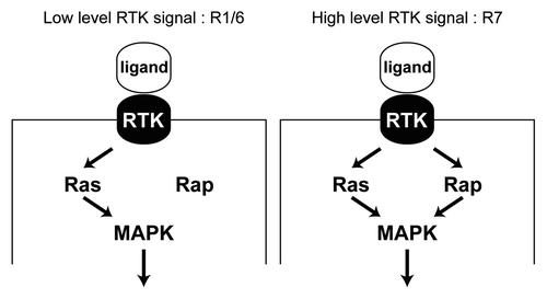 Figure 4. Differential requirement for Rap in RTK transduction. (A) In the R1/6 precursors a mild RTK signal is transduced, where Ras alone suffices for this purpose. Rap is likely engaged, but is not required since its removal does not compromise the specification of these cells.Citation1 (B) In the R7 precursor a robust RTK signal is transduced and this requires the combined presence of both Ras and Rap. Removal of either prevents adequate transduction of the pathway and a failure of the R7 to be specified.