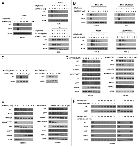 Figure 1. AUY922 reduced KIT expression in GIST48, GIST882, and COS-1 cells. COS-1 transfected with KIT constructs (A and B) or LacZ (C) were incubated with indicated doses of AUY922 for 8 h, lysed, and then analyzed KIT or LacZ by immunoblotting. GIST48 (D) and GIST882 (E) cells were treated with AUY922 as indicated by doses and times and analyzed by immunoblotting against phospho- and total KIT, MAPK1/3, AKT or HSPA1A proteins. (F) GIST48 cells were incubated with AUY922 or 17-AAG for 24 h, replaced with growth media for indicated times, harvested and then analyzed by immunoblotting.