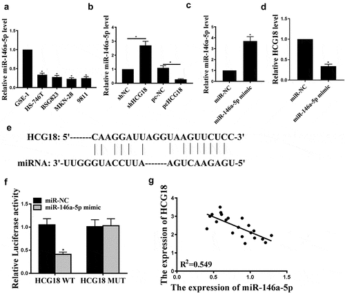 Figure 2. HCG18 regulated miR146a-5p expression in GC cells. (a) miR146a-5p mRNA levels in BSG823, HS-746 T, MKN-28, and 9811 cell lines were detected by qRT-PCR. (b-c) MiR-146a-5p levels in MKN-28 cells under different treatment conditions were evaluated by qRT-PCR. (d) HCG18 mRNA level in cells with miR-146a-5p overexpression was detected by qRT-PCR. (e) The putative target sequence between HCG18 and miR146a-5p was predicted using StarBase V3.0 (http://starbase.sysu.edu.cn/). f. Luciferase reporter assay was performed in MKN-28 cells. g. Correlation between miR-146a-5p and HCG18 in GC tissues was evaluated by Pearson’s correlation analysis. n = 3, * p < 0.05.