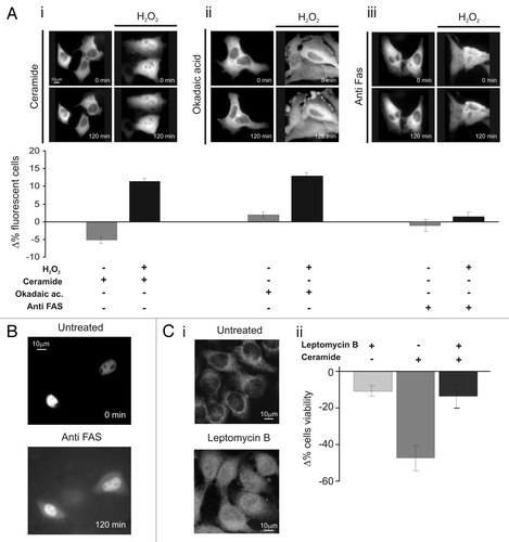 Figure 2 Nuclear PKCζ protects HeLa cells by different apoptotic stimuli. (A) H2O2 (100 µM 30 min) pretreatment induces PKCζ nuclear translocation in PKCζGFP-overexpressing cells, protecting from apoptotic effects of (i) ceramide (30 µM 2 h) and (ii) okadaic acid (0.5 µM 2 h) and (iii) but not from of anti-Fas (4 µg/ml). The upper parts show PKCζGFP-overexpressing HeLa cells following the apoptotic stimulus (left) and following the apoptotic stimulus but previously accompanied by H2O2 100 µM pretreatment (right). The lower parts show the antiapoptotic effects promoted by nuclear translocation of PKCζGFP, mediating H2O2 pre-treatment (cell viability in ceramide-treated cells: Δ% −5.3 ± 1.11 vs. 12.1 ± 0.95 in H2O2 pre-treated HeLa cells; Okadaic acid-treated cells Δ% 2.0 ± 1.21 vs. 14.5 ± 1.23 in H2O2 pre-treated cells; antiFAS-treated cells: Δ% −1.4 ± 1.73 vs. 1.6 ± 1.57 in H2O2 pre-treated HeLa cells). (B) Anti-FAS induces nuclear perturbation as confirmed by nuclear-GFP distribution, where it appears cytosolic-redistributed after 2 h of anti-FAS treatment. (C)(i) LMB (4 µg/ml 2 h) pretreatment induces PKCζ nuclear accumulation in PKCζGFP overexpressing cells, protecting from the apoptotic effects of ceramide (after 2 h of ceramide 30 µM; Δ% cells viability in pre-treated LMB cells: −13.4 ± 7.03 vs. −47.2 ± 8.33 in mock cells. Δ% cells viability in pre-treated LMB cells: −11.0 ± 3.38). (iii) Immunofluorescence of endogenous PKCζ: effect of LMB 4 µg/ml 2 h.