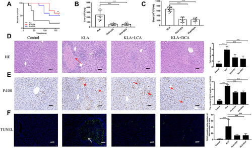 Figure 3 Effects of SBAs on K. pneumoniae-induced liver abscess. (A) Kaplan-Meier survival plot of SBA-treated and untreated mice after K. pneumoniae infection. (B and C) CFUs of K. pneumoniae in blood (B) and liver (C) at 48 h after infection in SBA-treated and untreated mice. (D) Liver abscess and necrosis were examined by hematoxylin and eosin staining and observed under a microscope (magnification, ×200) in SBA-treated and untreated mice 48 h after K. pneumoniae infection. The red arrowheads indicate liver abscess. KLA mice show increased histologic evidence of liver abscess and necrosis, as indicated by pathological scores, following K. pneumoniae challenge. (E) Representative TUNEL staining of sections from livers of SBA-treated and untreated mice (magnification, ×200) and statistical analysis of the number of TUNEL-positive cells per total number of cells. The white arrowheads indicate apoptotic hepatocytes. The number of cells in at least 10 microscopic fields was counted. (F) Representative immunohistochemistry staining for F4/80 from livers of SBA-treated and untreated mice (magnification, ×200) and statistical analysis of the number of F4/80-positive cells per field. The red arrows indicate F4/80 positive cells. Cells in eight high-power fields were counted. All data are expressed as means ± S.E.M (n = 8–10); *P < 0.05, **P < 0.01, ***P < 0.001 as compared with healthy controls; &&&P < 0.001 as compared with KLA mice.