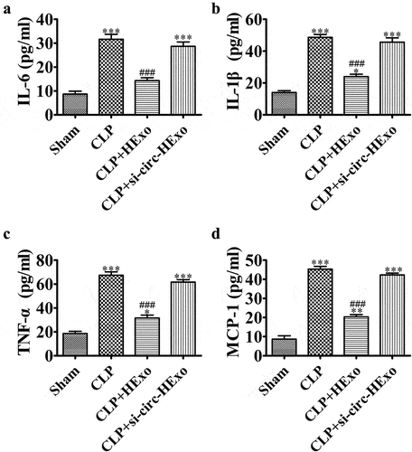 Figure 6. Downregulation of mmu_circ_0001295 decreases the inhibitory effects of HExo on inflammatory factor expression in CLP-induced sepsis. (a-d) ELISA detection of the expression of IL-6, IL-1β, TNF-α and MCP-1 in plasma. *p < 0.05, **p < 0.01, ***p < 0.001 vs sham. ###p < 0.001 vs CLP-PBS.